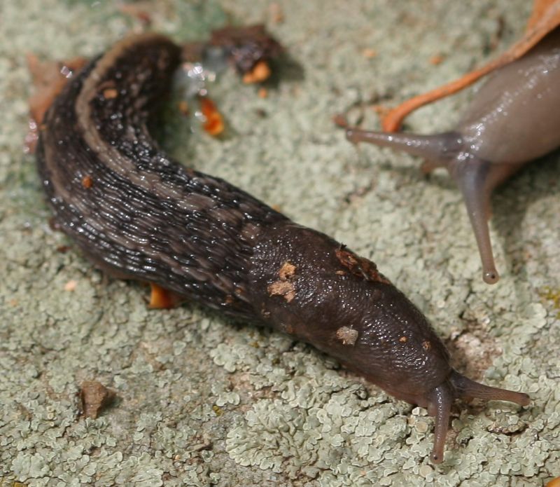 Limax aldrovandi Moquin-Tandon 1855 dal Lago Brasimone